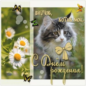 Изображение для внука с котенком и бабочками