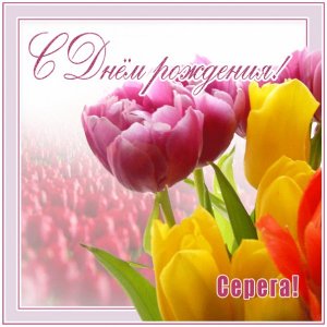 Открытка Сереге с тюльпанами на день рождения